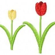 Tulip Border